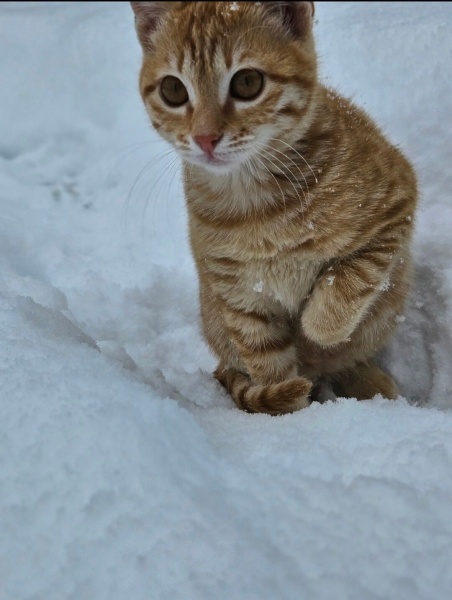 Sarman, Kedi  Sofi fotoğrafı