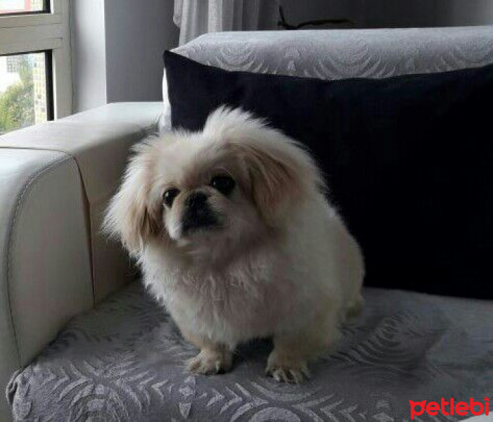 Pekingese, Köpek  Hera fotoğrafı