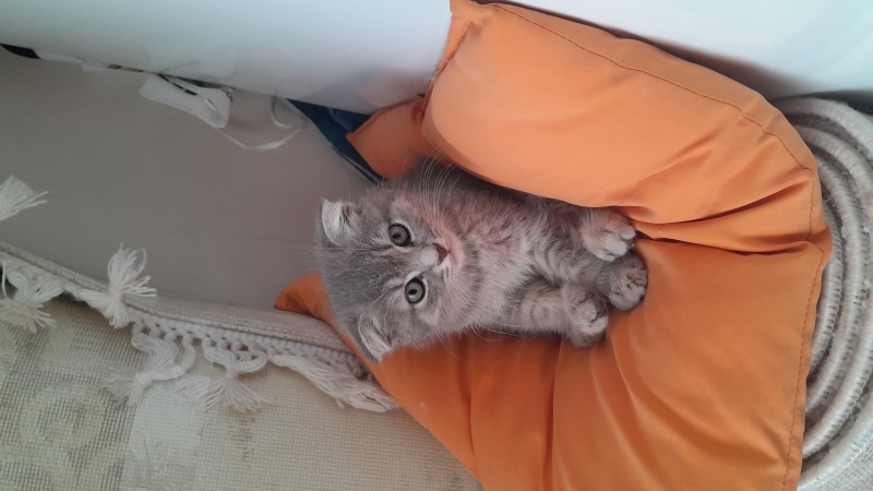 Scottish Fold, Kedi  Mia fotoğrafı