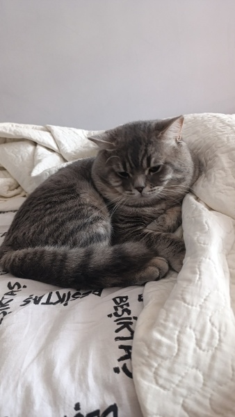 British Longhair, Kedi  Paşa fotoğrafı