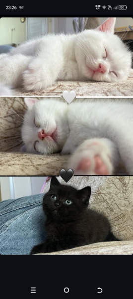British Longhair, Kedi  Bade fotoğrafı