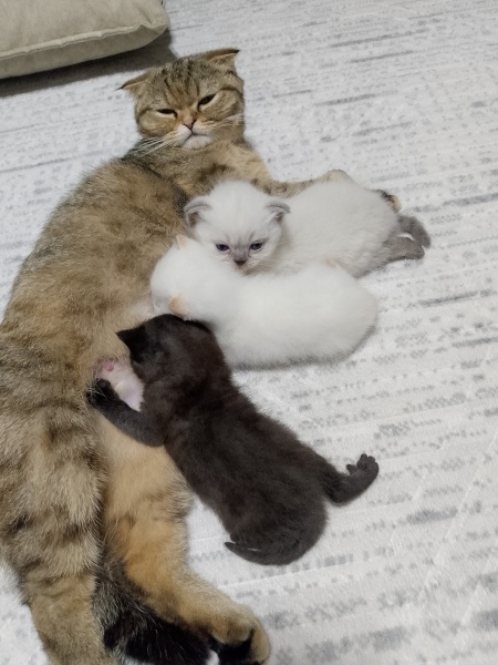 British Longhair, Kedi  Bade fotoğrafı