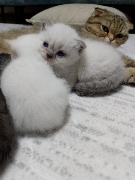 British Longhair, Kedi  Bade fotoğrafı