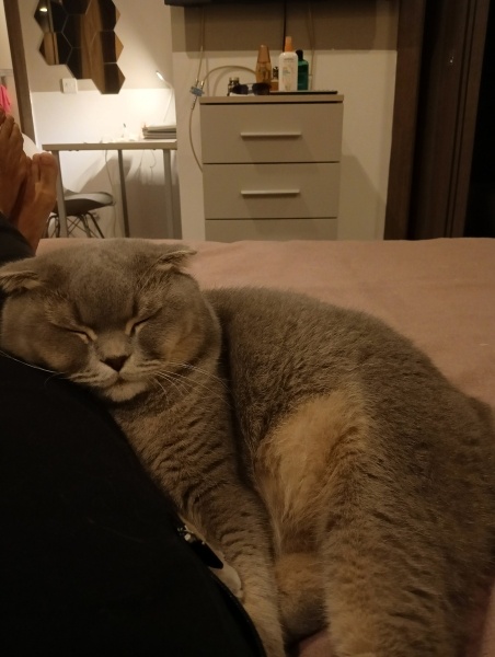 Scottish Fold, Kedi  Çiko fotoğrafı