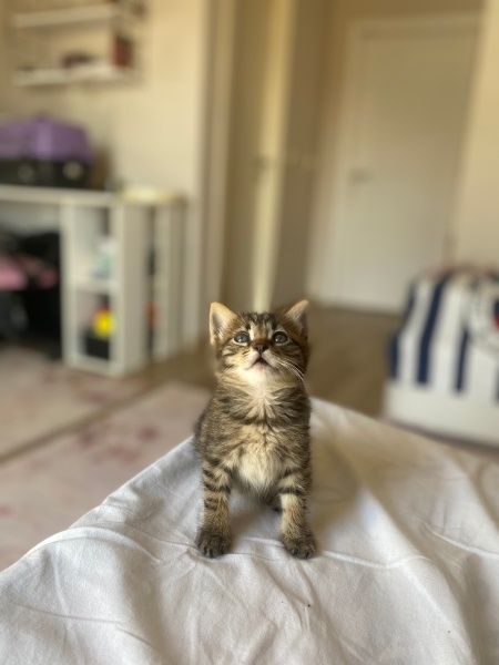 Tekir Kedi, Kedi  Behlül fotoğrafı
