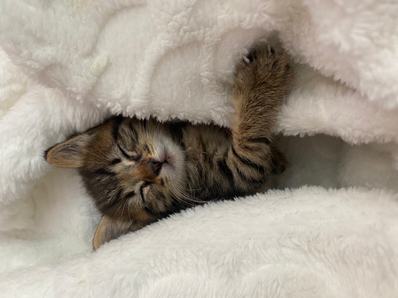 Tekir Kedi, Kedi  Behlül fotoğrafı