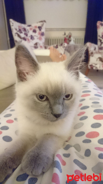 British Shorthair, Kedi  Badem fotoğrafı