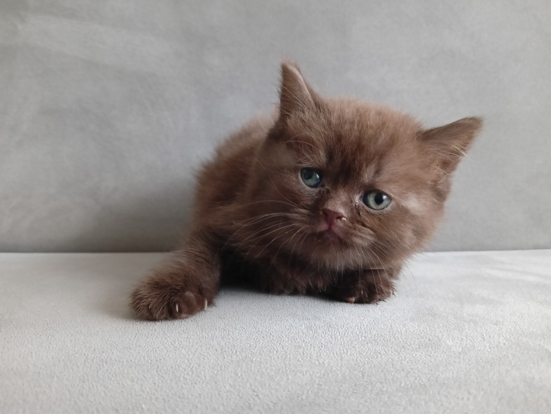 British Shorthair, Kedi  British shorthair yavrularım fotoğrafı
