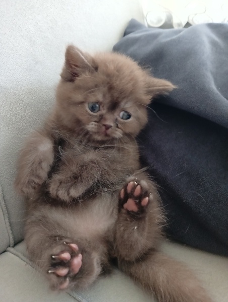 British Shorthair, Kedi  British shorthair yavrularım fotoğrafı