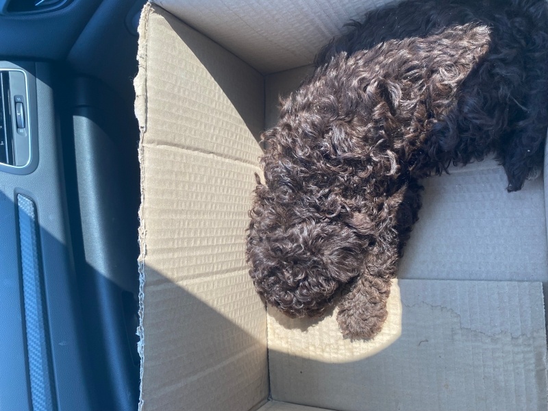 Poodle(Standart Kaniş), Köpek  Lucy fotoğrafı