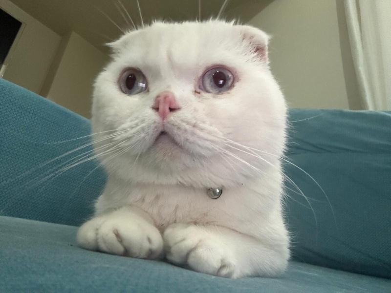 Scottish Fold, Kedi  Paşa fotoğrafı