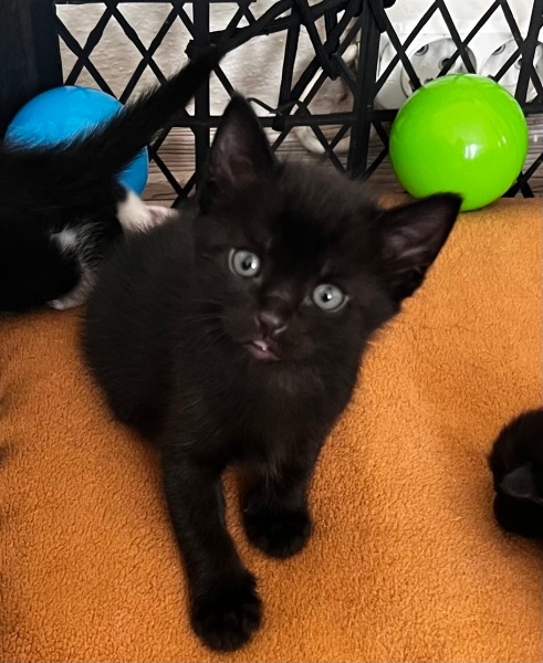 Nebelung, Kedi  Çakıl fotoğrafı