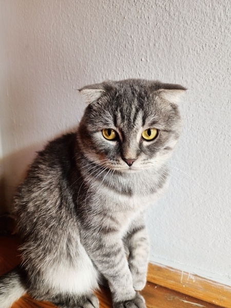 Scottish Fold, Kedi  Rıza baba fotoğrafı