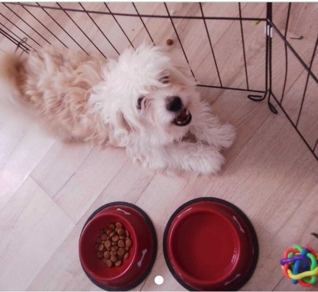 Cesky Terrier, Köpek  Pamuk fotoğrafı