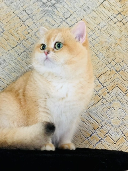 British Shorthair, Kedi  British gold fotoğrafı