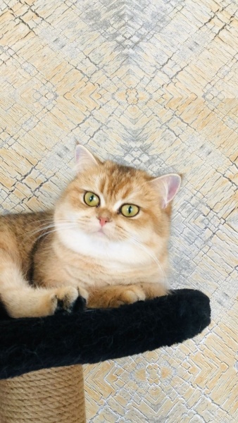 British Shorthair, Kedi  British gold fotoğrafı