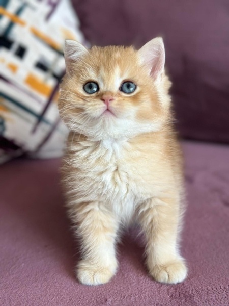 British Shorthair, Kedi  British gold fotoğrafı