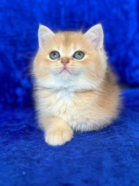 British Shorthair, Kedi  British gold fotoğrafı
