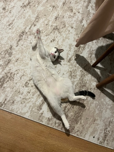 Tekir Kedi, Kedi  Nova fotoğrafı