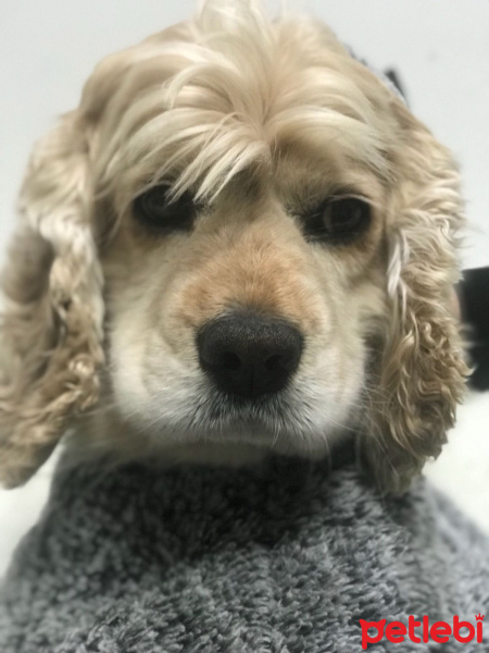 Amerikan Cocker Spaniel, Köpek  Badem fotoğrafı