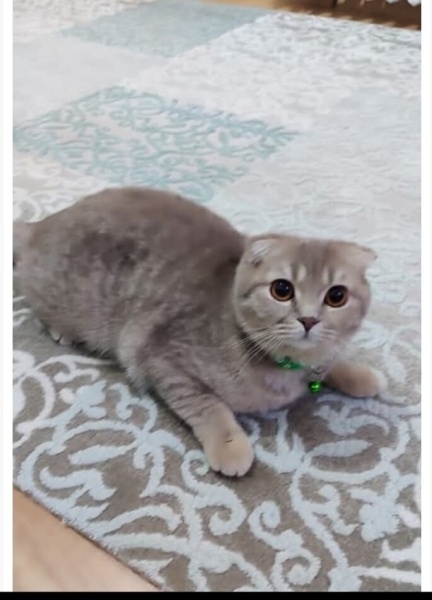 Scottish Fold, Kedi  Çilek fotoğrafı