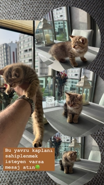 British Shorthair, Kedi  Kaplan fotoğrafı