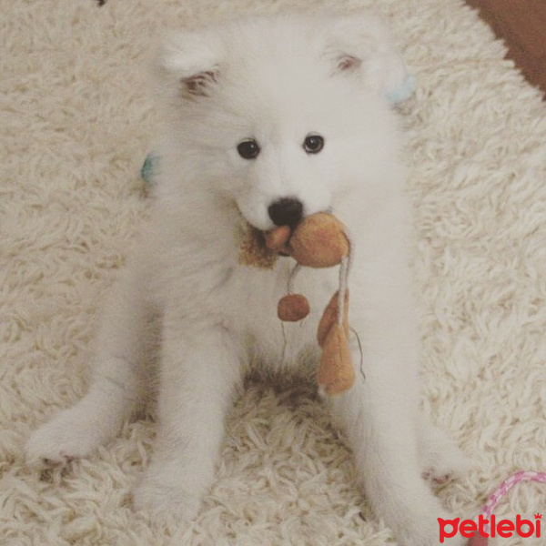 Samoyed, Köpek  Athena fotoğrafı