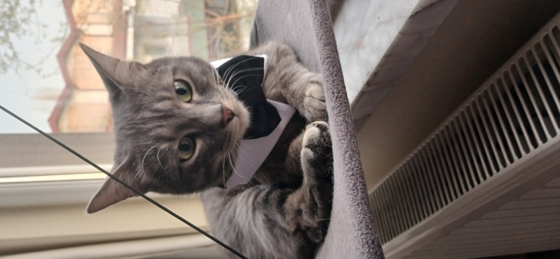 Tekir Kedi, Kedi  MÜDÜR fotoğrafı
