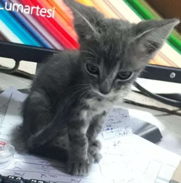 Tekir Kedi, Kedi  MÜDÜR fotoğrafı