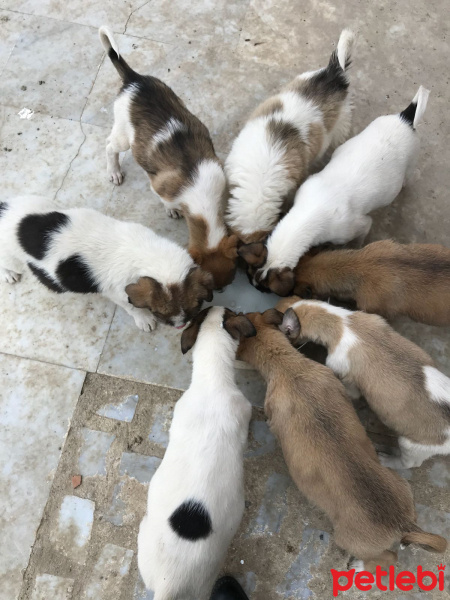 Sokö (Sokak Köpeği), Köpek  Pamuk fotoğrafı