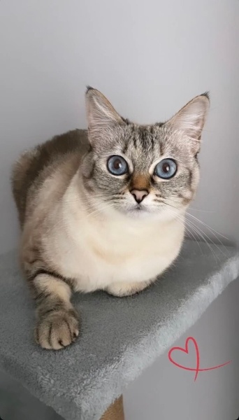 Scottish Fold, Kedi  İrma fotoğrafı