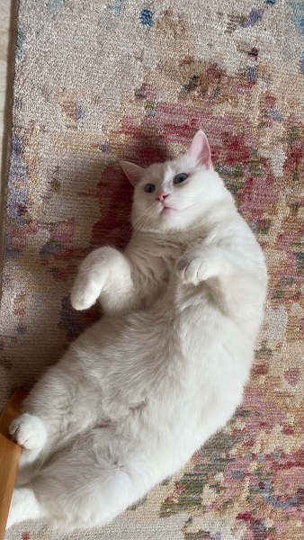 Ankara Kedisi, Kedi  Pilav fotoğrafı
