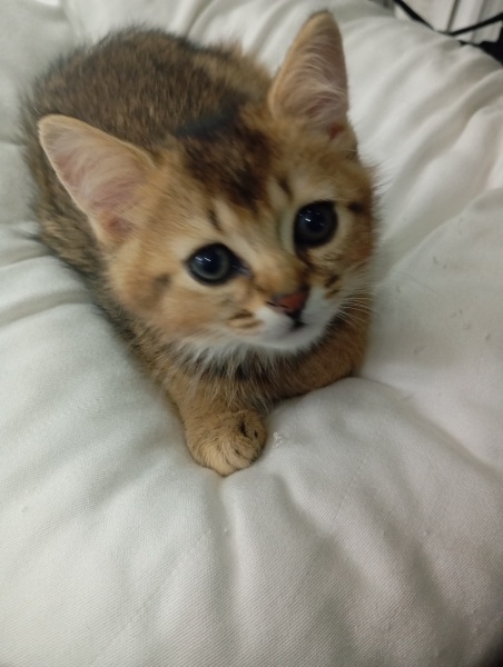 American Shorthair, Kedi  Golden fotoğrafı