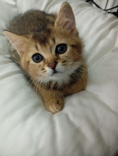 American Shorthair, Kedi  Golden fotoğrafı