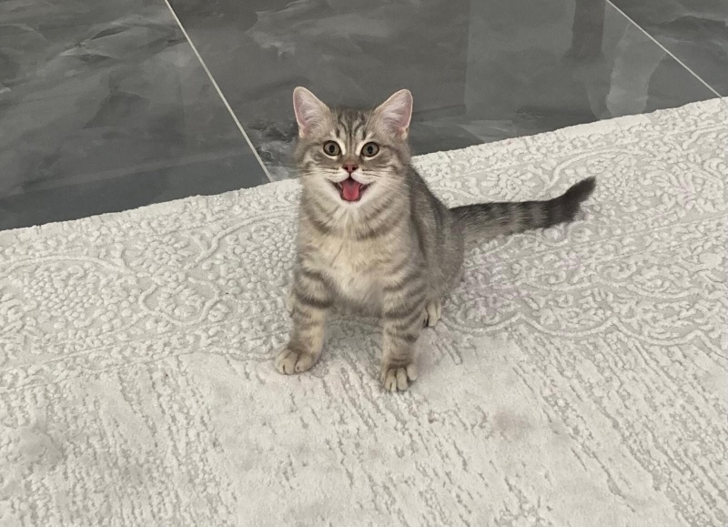 British Shorthair, Kedi  Baldo fotoğrafı