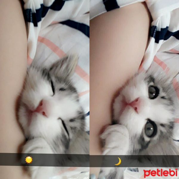 American Curl, Kedi  Patibal fotoğrafı