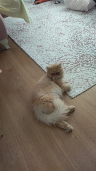 İran Kedisi (Persian), Kedi  Tokyo fotoğrafı