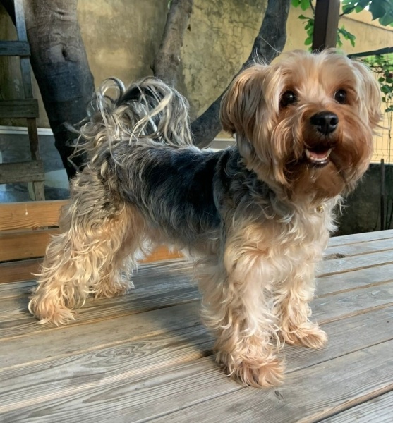 Yorkshire Terrier, Köpek  NEŞELİ fotoğrafı