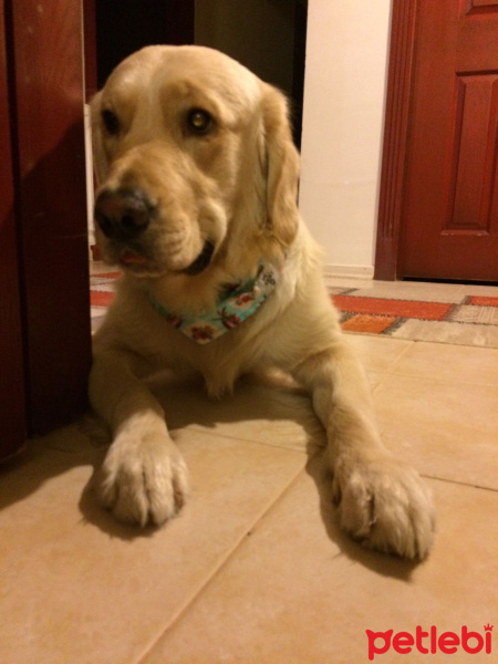 Golden Retriever, Köpek  Ateş fotoğrafı