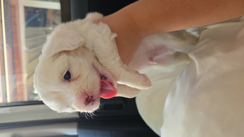 Maltese, Köpek  Asil fotoğrafı