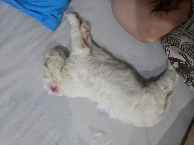Maltese, Köpek  Asil fotoğrafı