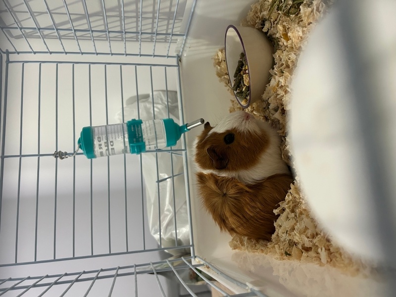 Guinea Pig, Kemirgen  Süslü fotoğrafı