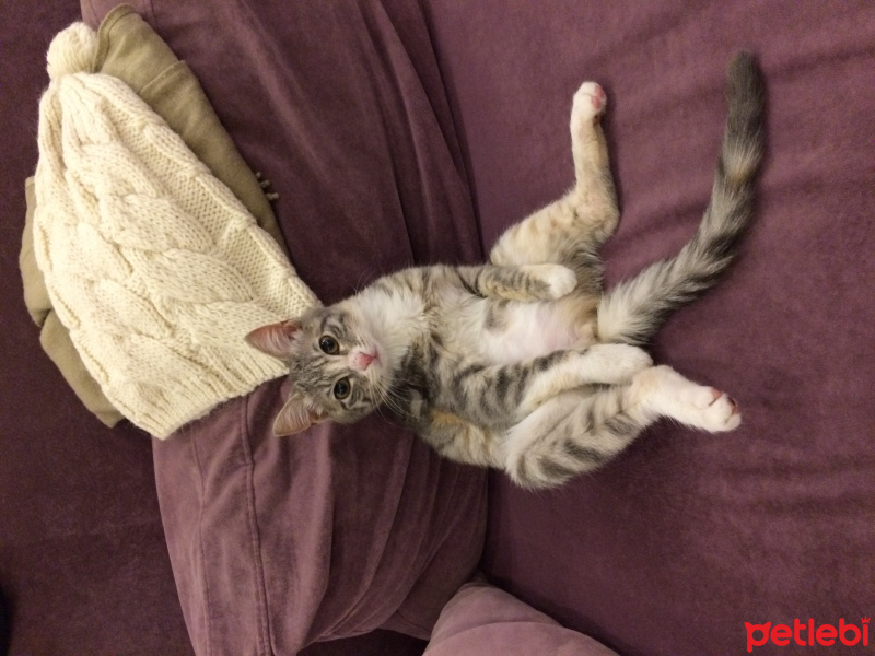 Tekir Kedi, Kedi  Lokum eyşan fotoğrafı