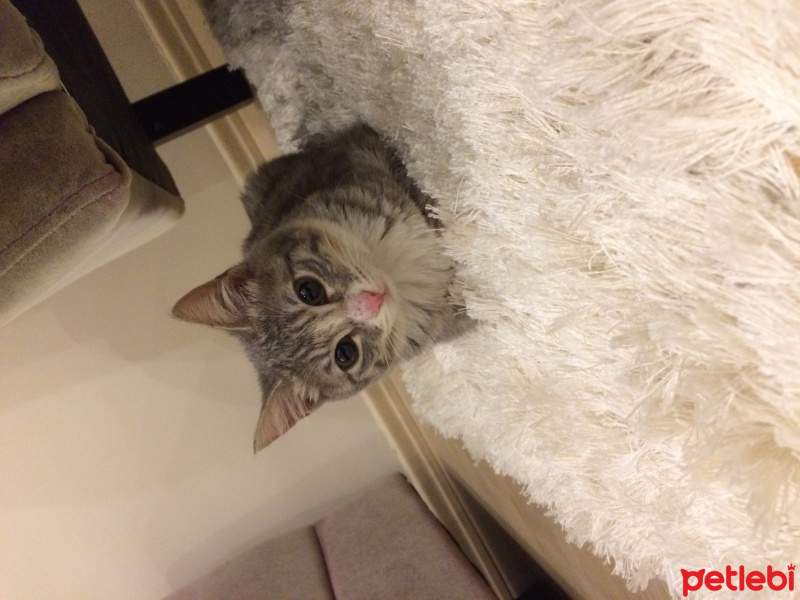 Tekir Kedi, Kedi  Lokum eyşan fotoğrafı