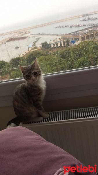 Tekir Kedi, Kedi  Lokum eyşan fotoğrafı