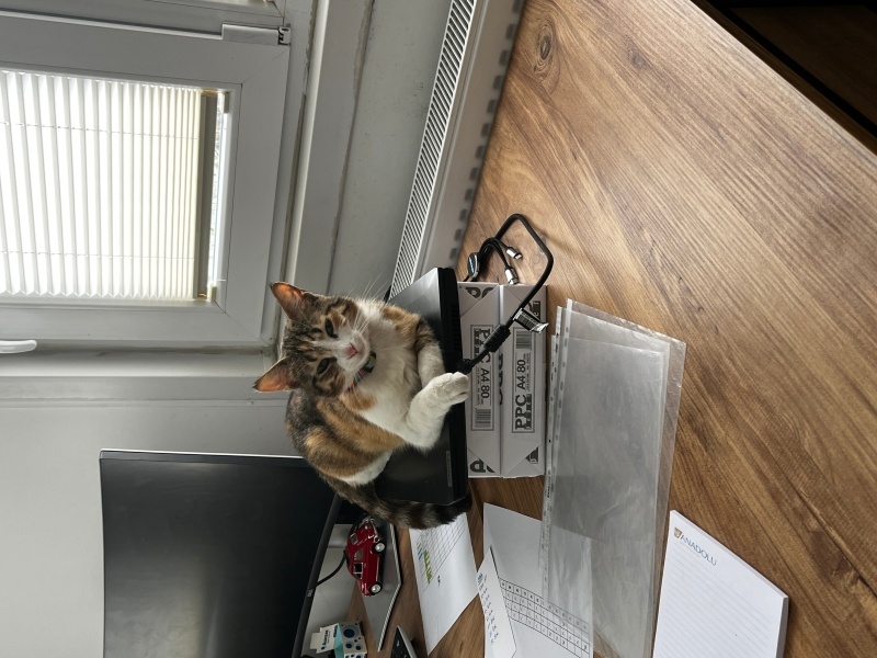 Tekir Kedi, Kedi  Zeliha fotoğrafı