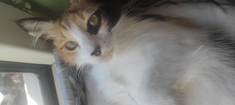 Ankara Kedisi, Kedi  Muscade (Muskat) fotoğrafı