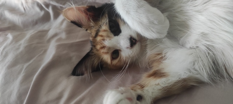 Ankara Kedisi, Kedi  Muscade (Muskat) fotoğrafı