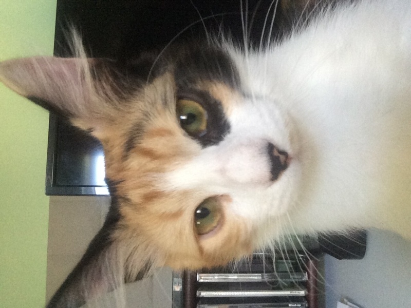 Ankara Kedisi, Kedi  Muscade (Muskat) fotoğrafı