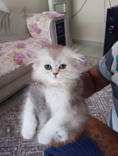 Kuş  Duman fotoğrafı